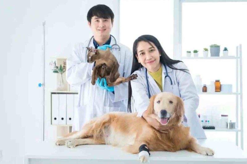 成為寵物照顧員前必須知道的 10 個真相 
  