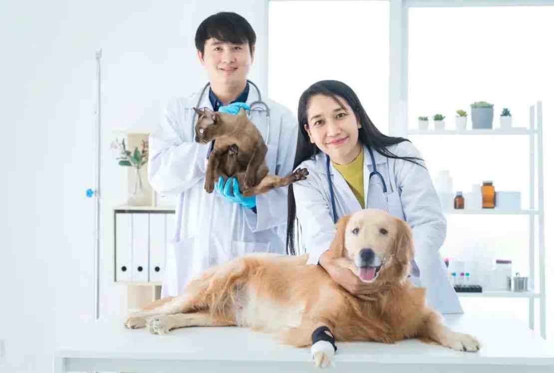 宠物照顾员