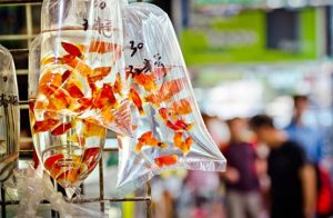 適合學生養的寵物:魚