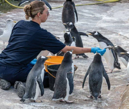 想當動物園飼養員？先搞懂這6個必備資格條件 
  